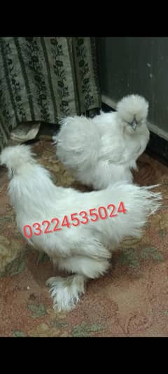 Silkie, silky fertile Egg (03224535024]