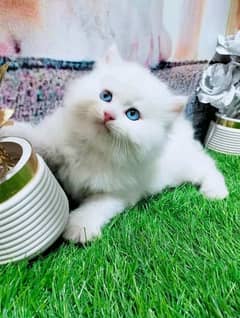 persian