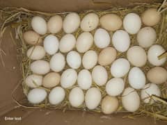 Australop, Rir Fertile Egg {03224535024}
