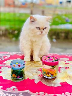 Persian Cat female for Sale Pure & Elegant