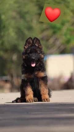 long coat germaan shepherd pedigree  puppies