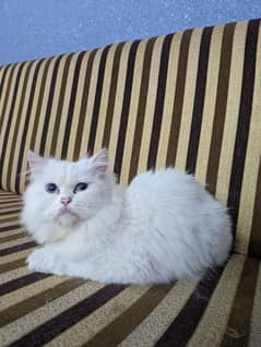 Female Persian Cat
