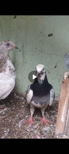 mix pigeon for sale