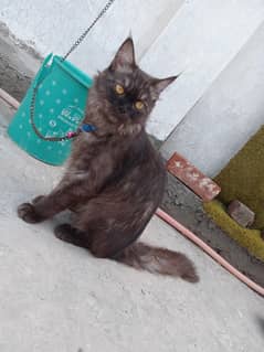 Persian Breeder Female urgent sale