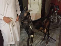 4 teeth goat