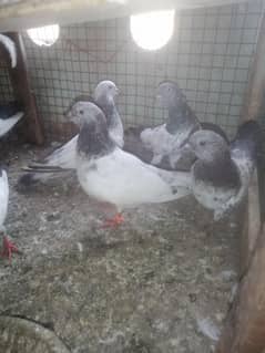 mix pigeons