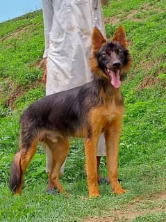 Belgium Shepherd mail for sale 4 month