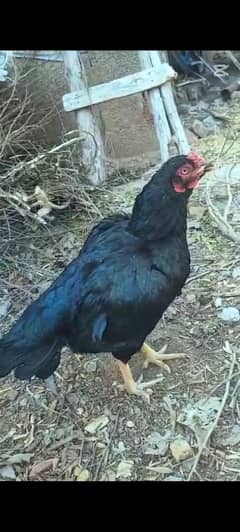 aseel hens