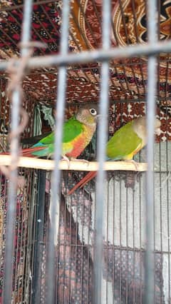 Conour pair
