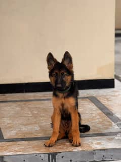 german