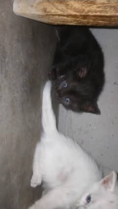 Kittens for sale white brown colour in Kasur