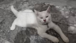 Cat Sale Anyone Buy