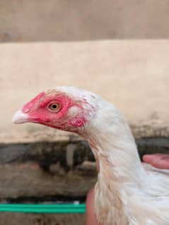 Healthy & Active Assel Birds