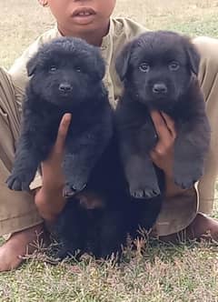 German Shepherd male puppies for sale