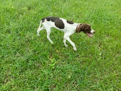 English Pointer female