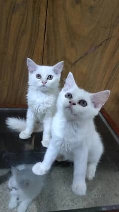 Persian kittens, Triple coated. 0300-8033141