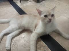its age is 10 month old