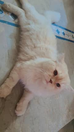 Persian male cat