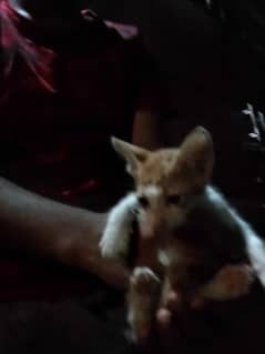 billi ke bachay pyaray