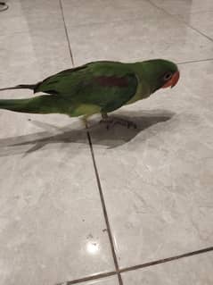 Raw Parrot Available Almost 4,5 Months