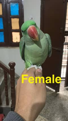 Raw parrot pair for sale