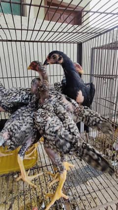 Shamo Chicks