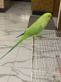 For Sale: 2-Year-Old Talking Ringneck Parakeet (Hand-Tame) with cage