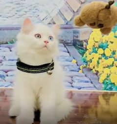 White vaccinated Persian kitten cat