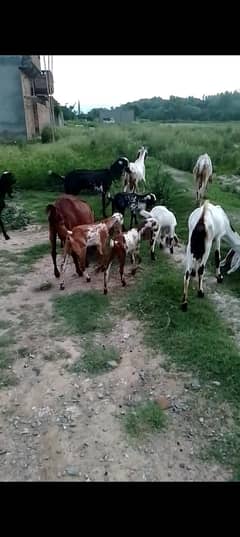 goats