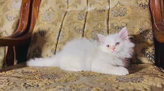 Persian kitten for sale. . . Triple coated