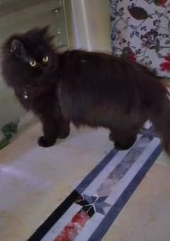 cat for sale in high quality cheapest price urgent sale