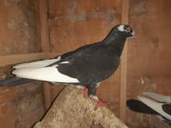 Fancy Pigeons
