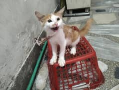 Cat 7 month