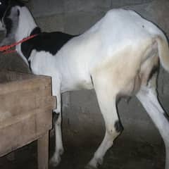 desi