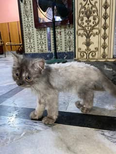 persian