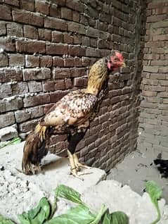 shajra