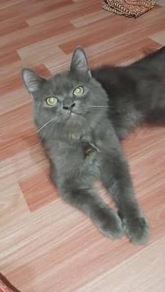 Male  6 Months Old  Persian Cat . . Poty Trained