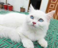 Blue eyes Persian kitten For sale