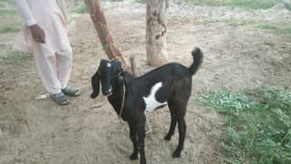 Bakra for sale