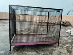 Birds cage
