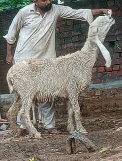 Kajli Gabn sheep