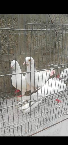 7 patti walea kabuter for sale. . . 400 per kabuter.