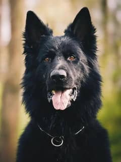German Shepherd Black Male Microchipped Pedigree