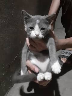 Russian blue kitten tuxedo and orange&white cat for sale