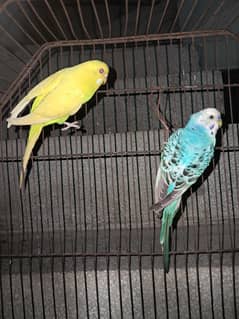 FEMAIL: YELLOW RED EYE,,,,,,,,,MALE:  BLUE BLACK SHADED BLACK EYE