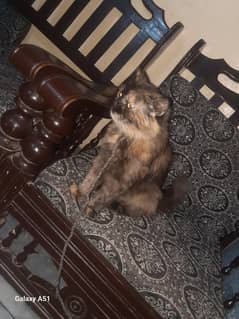 Persian Breeder Female
