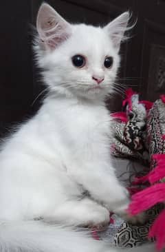 White Persian Kitten for Sale
