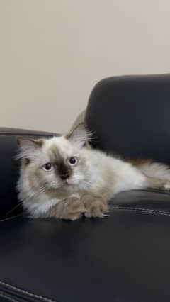 kitten for sale