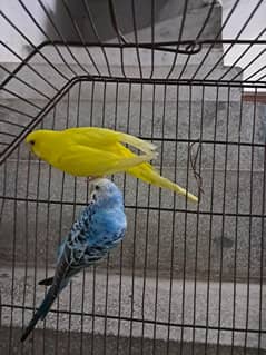 FEMAIL:YELLOW RED EYE,,,,,,,,MAIL. BLUE WITH BLACK SHADED BLACK EYE