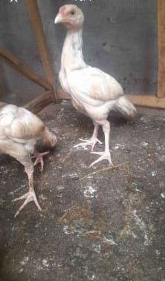 aseel white chicks